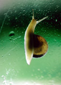 Wilcommen, No. 0051 Snail on a Window